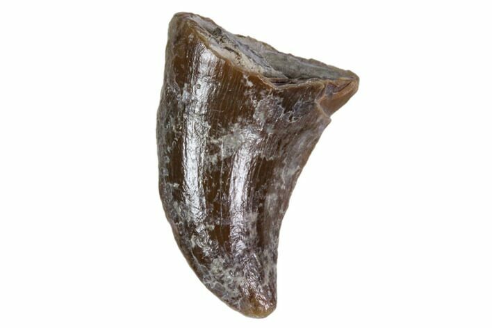 Fossil Mosasaur (Platecarpus) Tooth - Kansas #115737